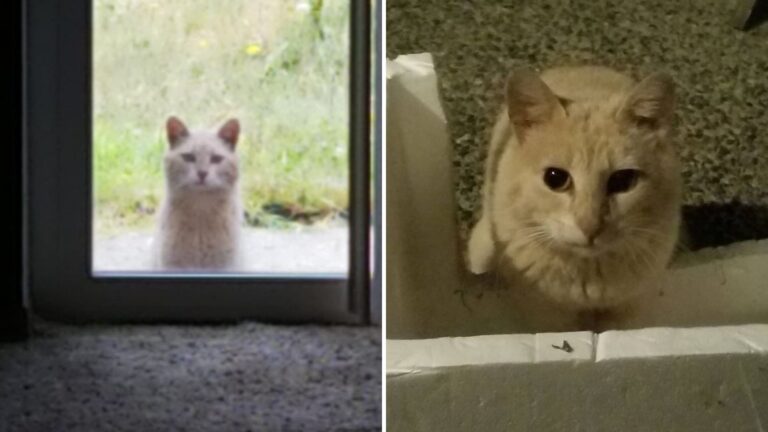 Washington Family Moves In And Finds An Unexpected Houseguest