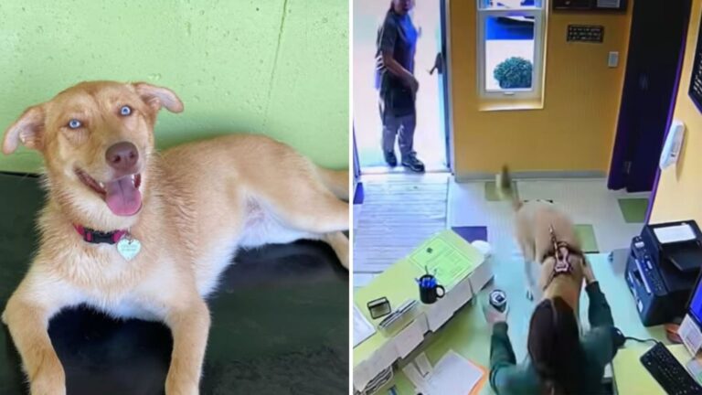 Watch How This Dog Reacts When He Arrives At His Favorite Daycare In Michigan