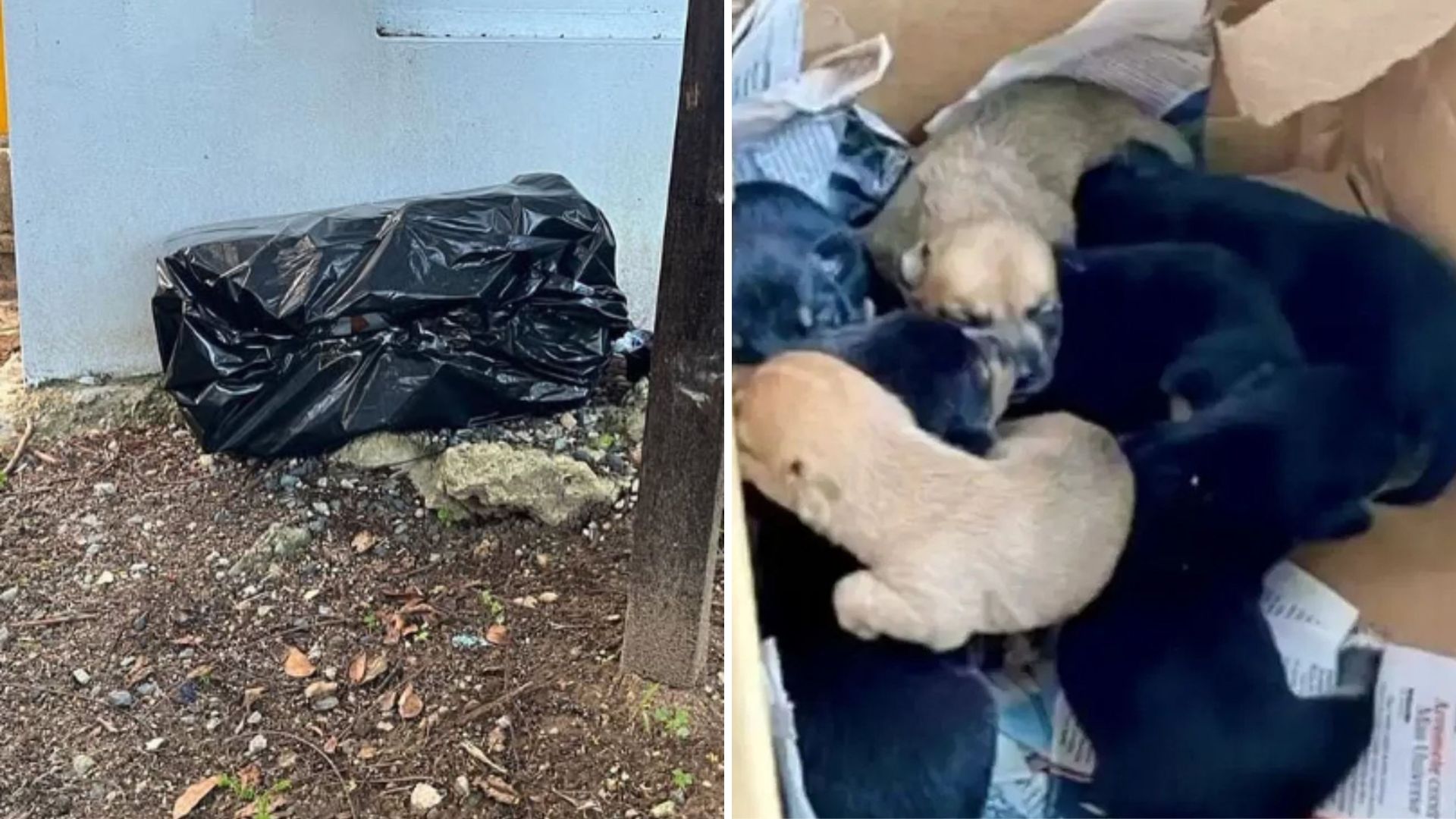 Woman Discovers A Moving Bag Outside A New York Shelter And Is Shocked By What’s Inside
