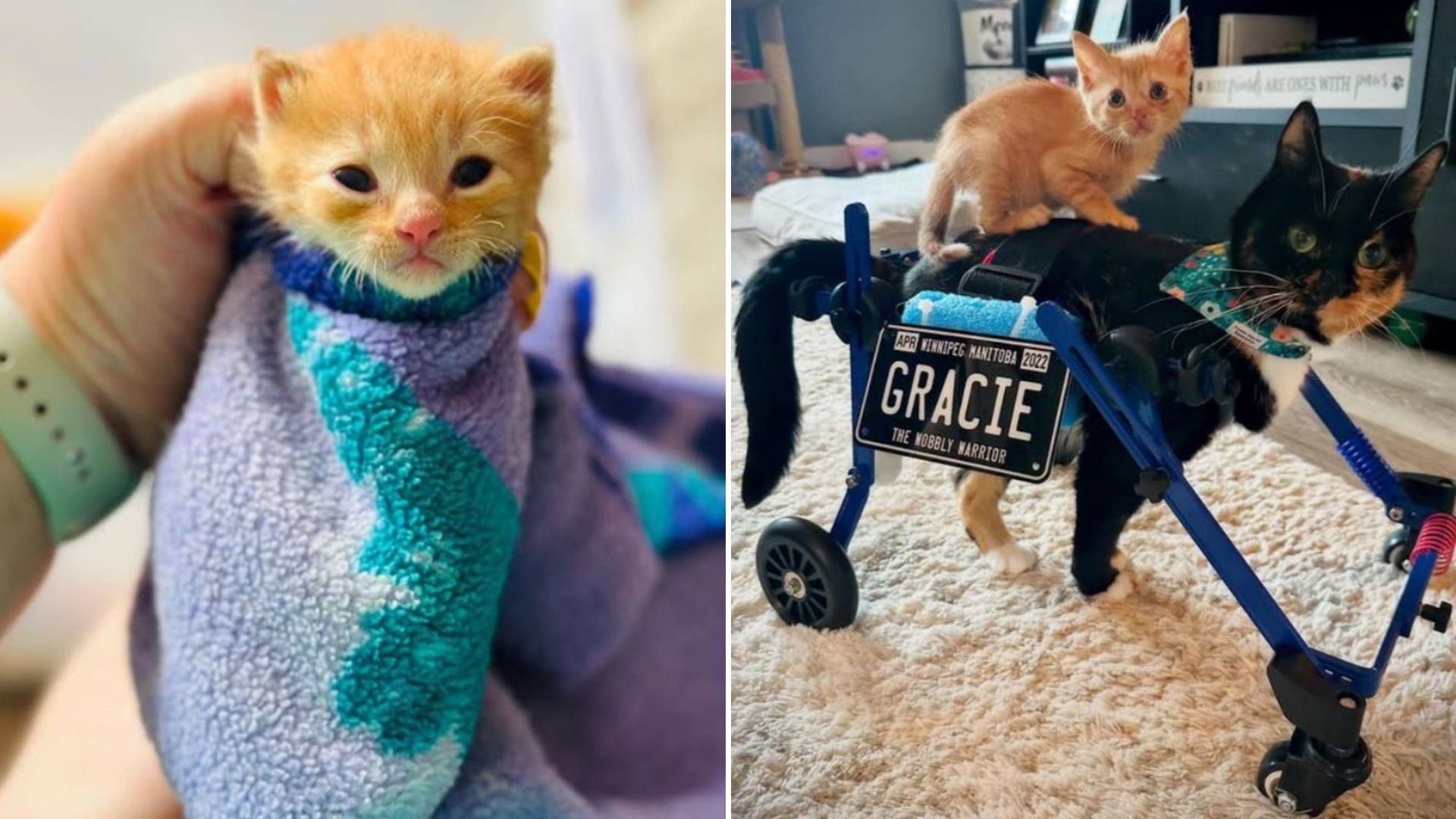 Woman Fosters A Kitten, Unknowingly Becoming The Key To Fulfilling Someone’s Dream