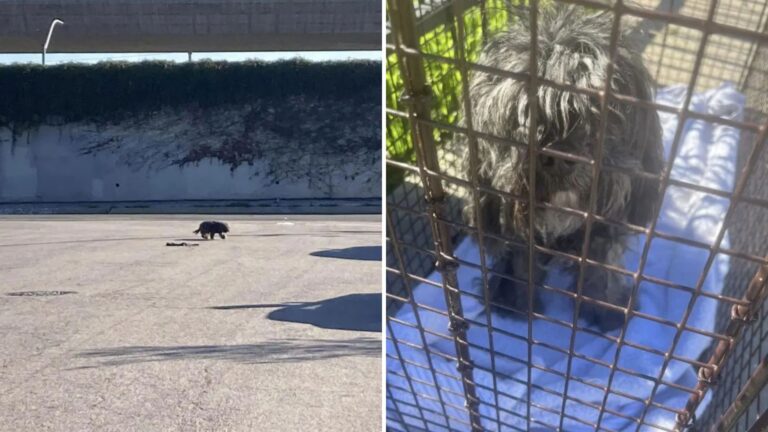 Woman Sees Dog In Peril On California Highway And Rushes To The Rescue