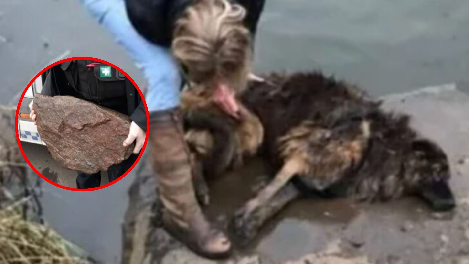 dog tied to a boulder