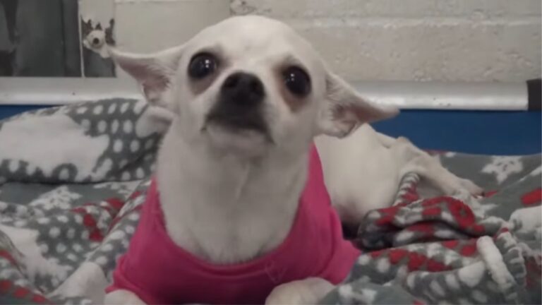 Heartbroken Chihuahua Left At California Shelter Cries Herself To Sleep Every Night