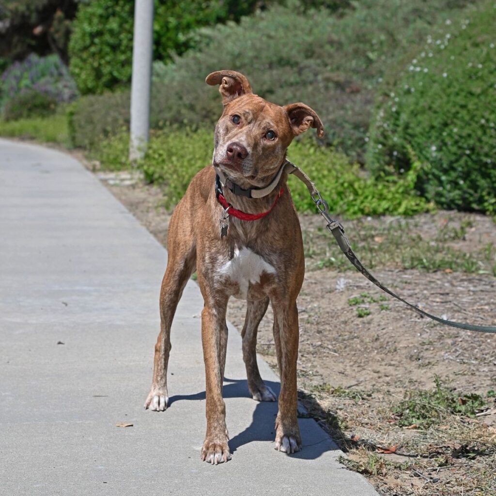 blind dog adopted
