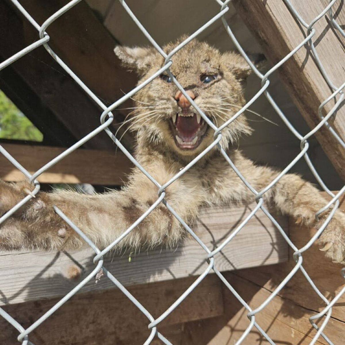 bobcat in chicken coop