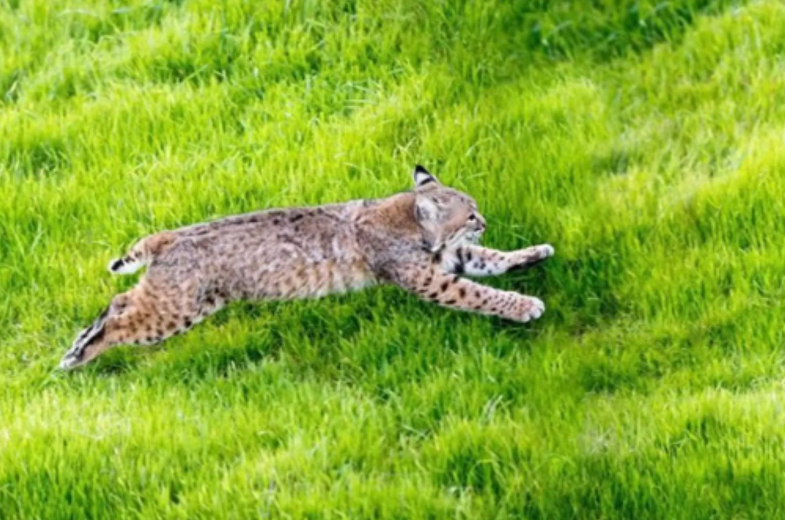 bobcat running