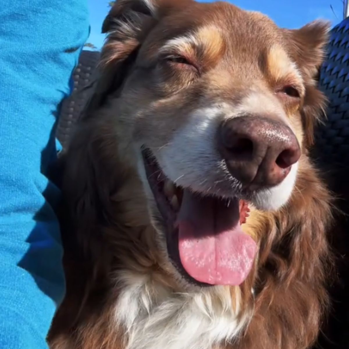 brown dog smiling