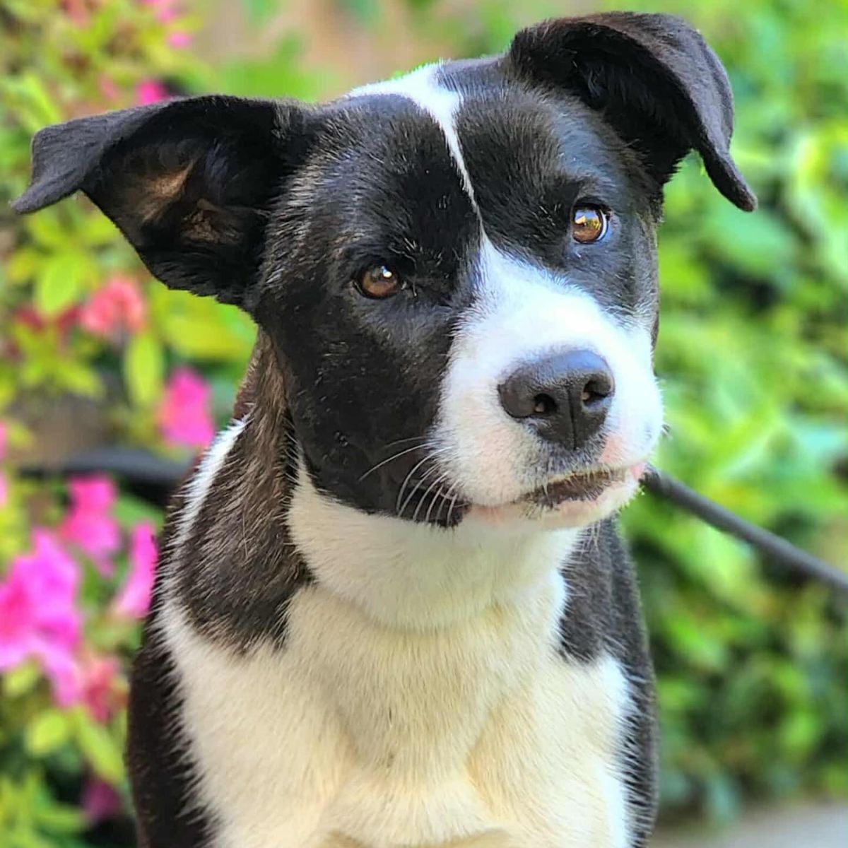 cute black and white dog