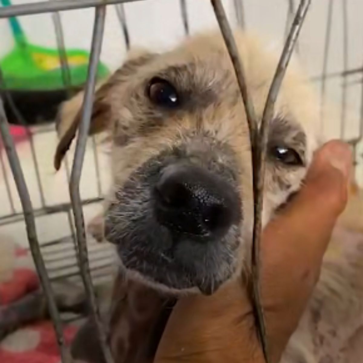 cute dog in crate