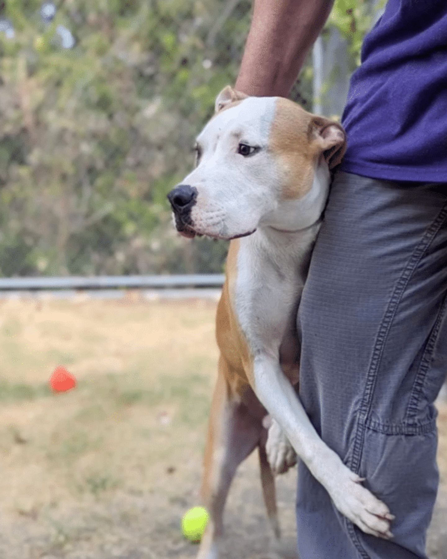 dog hugging owner