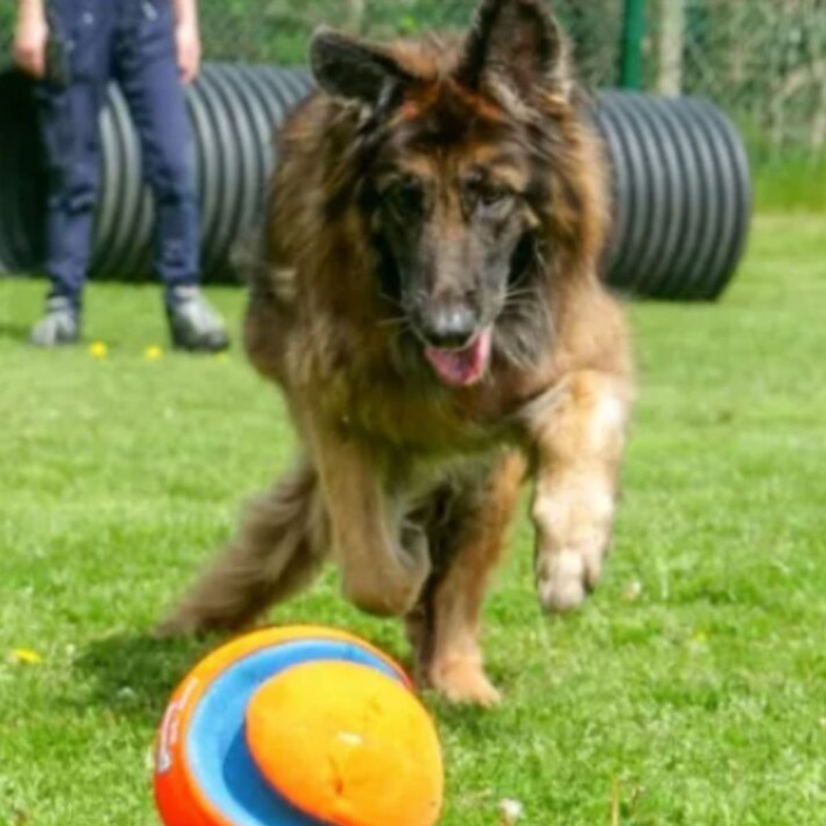 dog running after ball