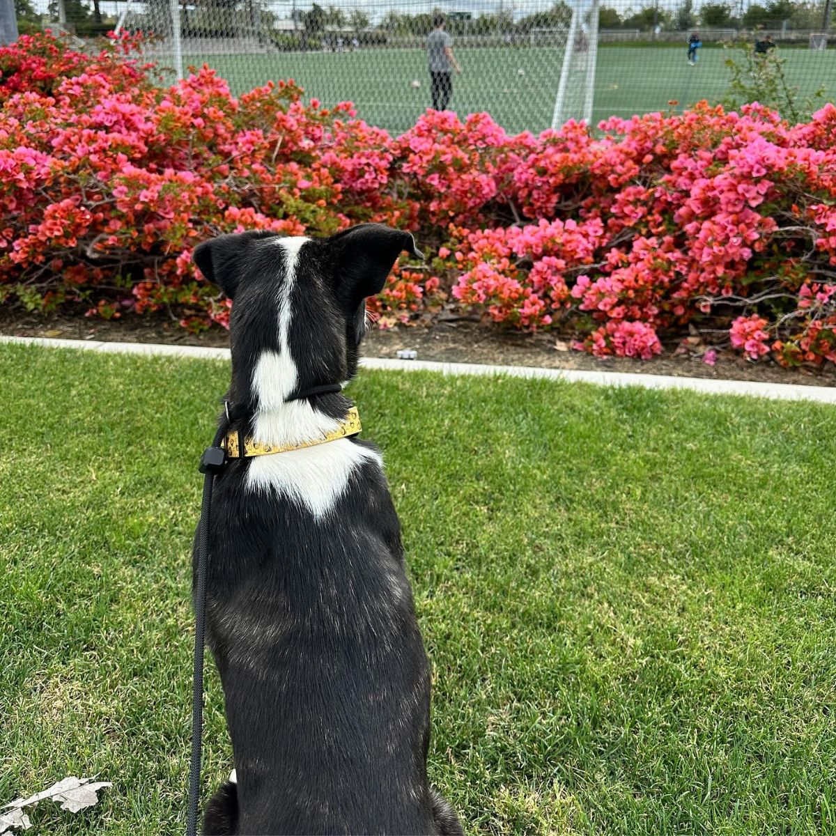 dog sitting on grass