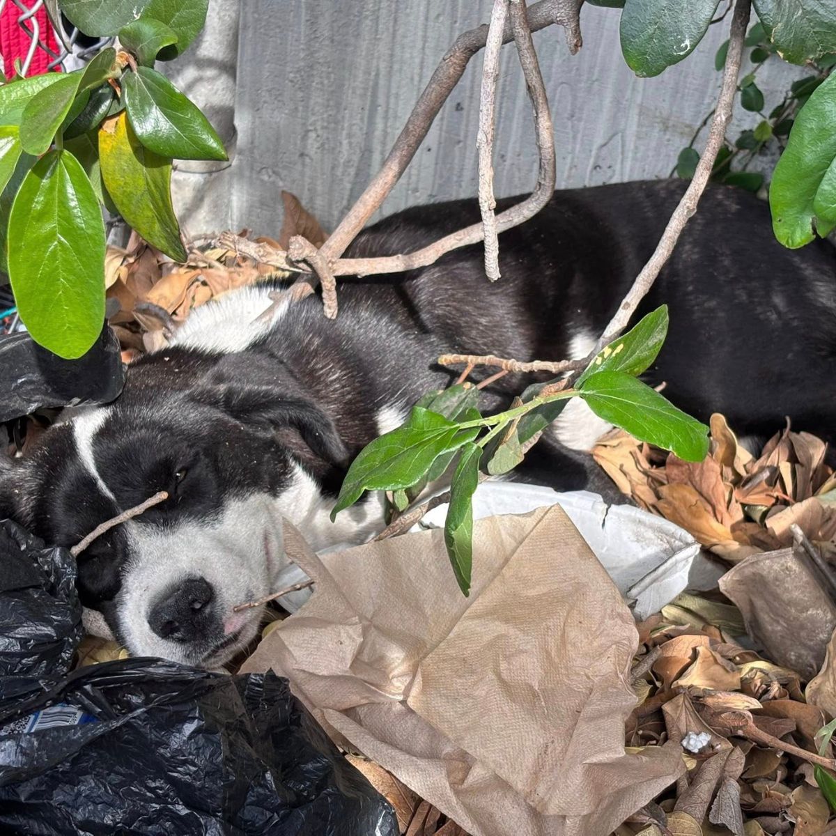 dog sleeping on trash pile
