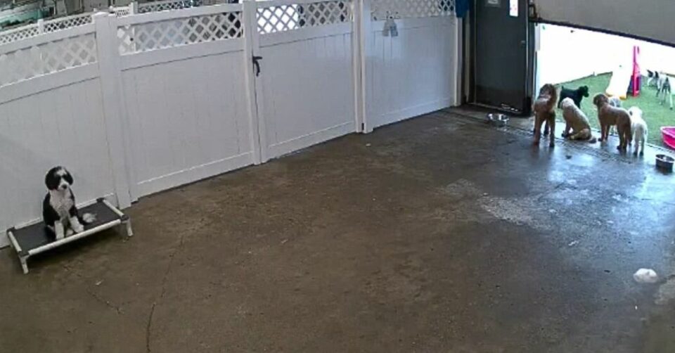 dogs in daycare