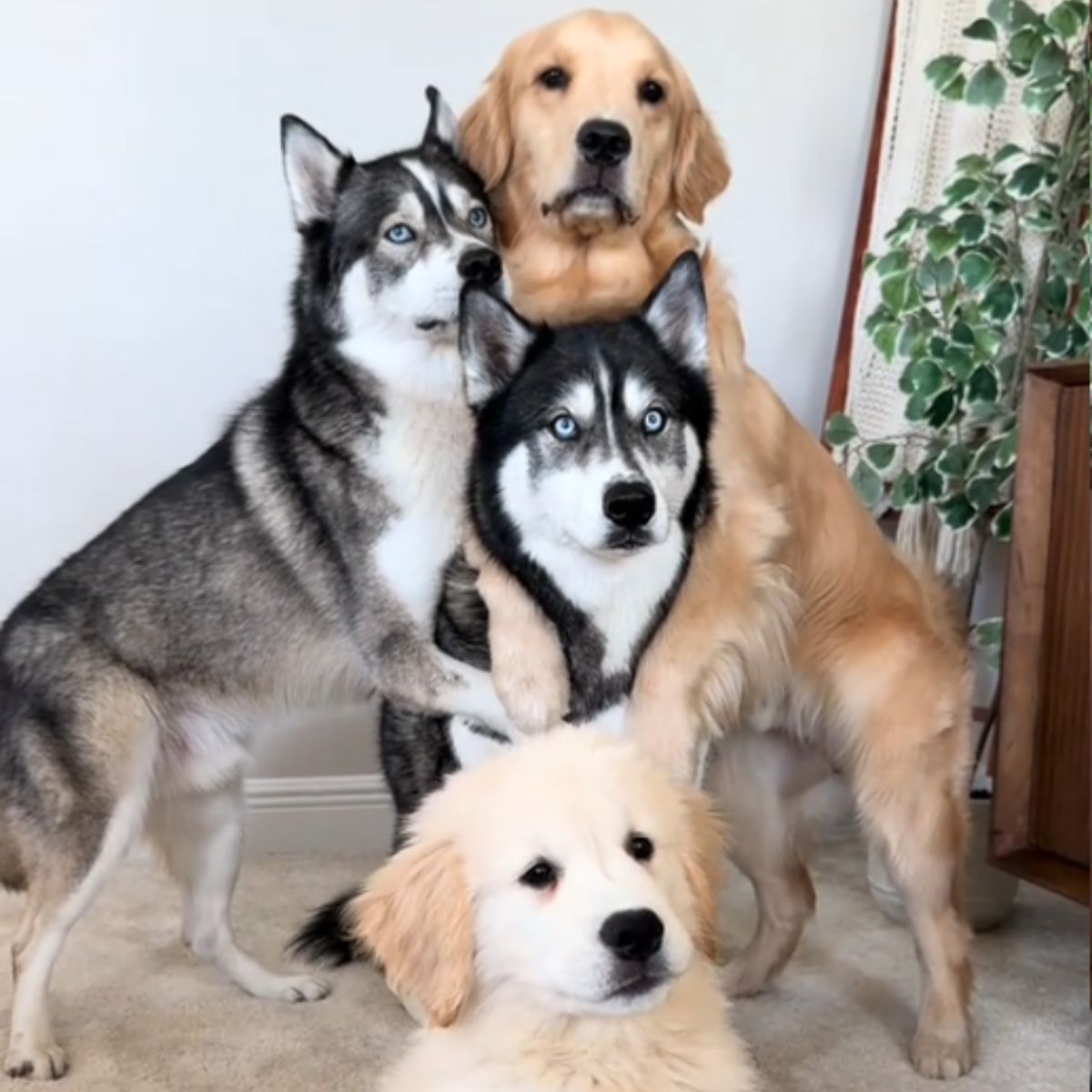 four cute dogs
