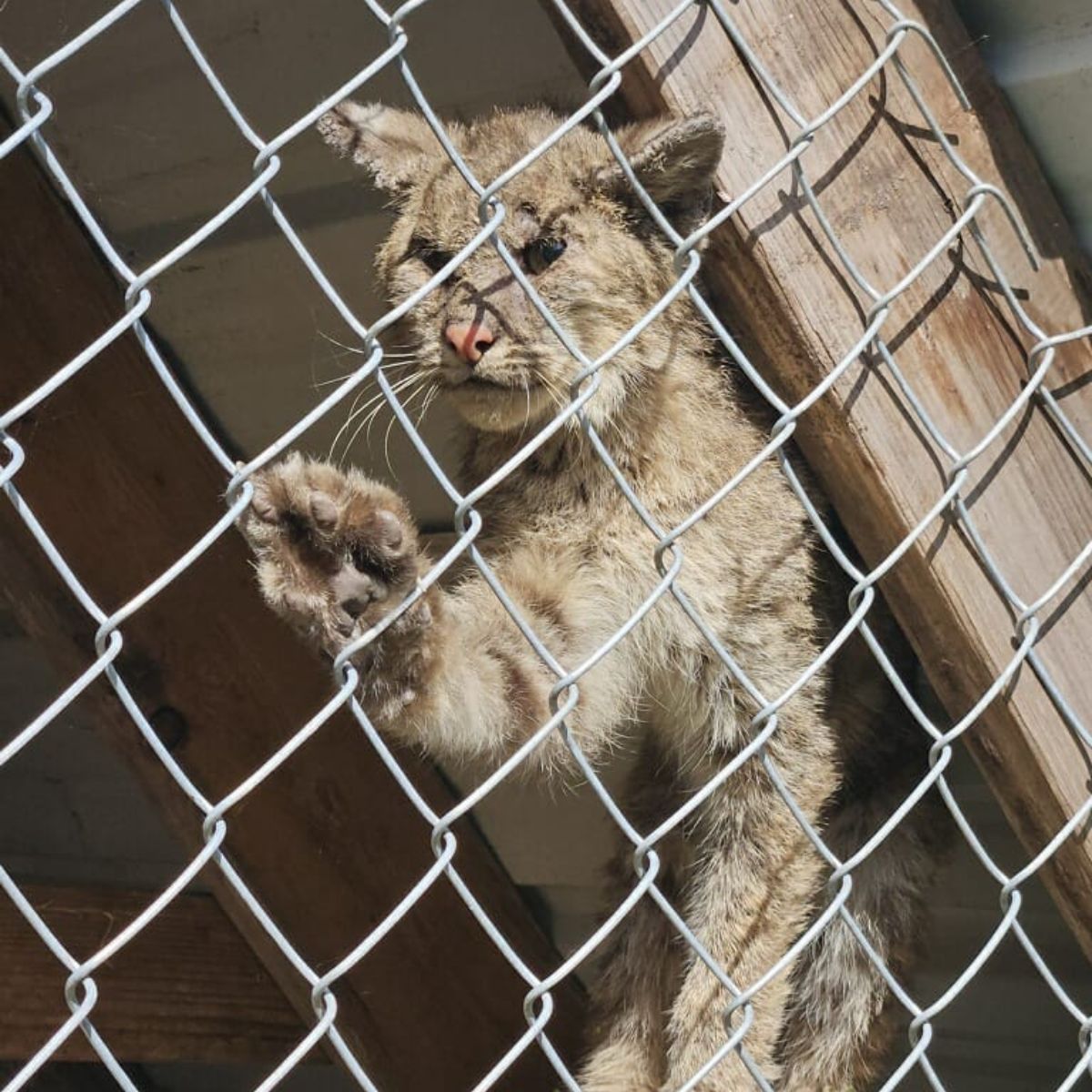 huge bobcat