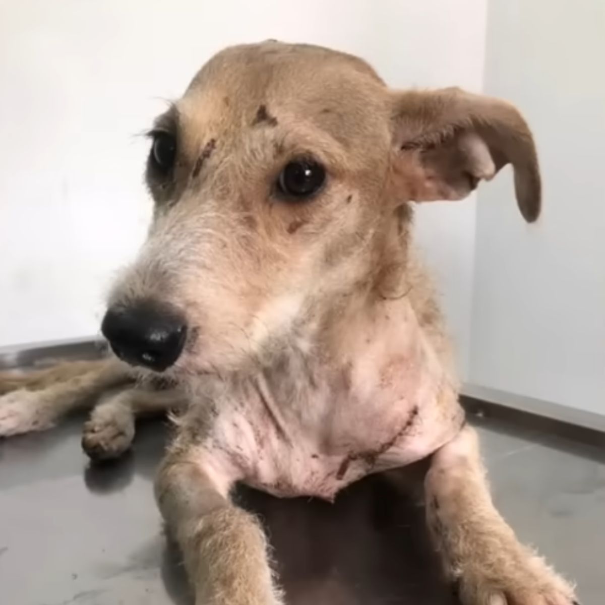 injured brown dog