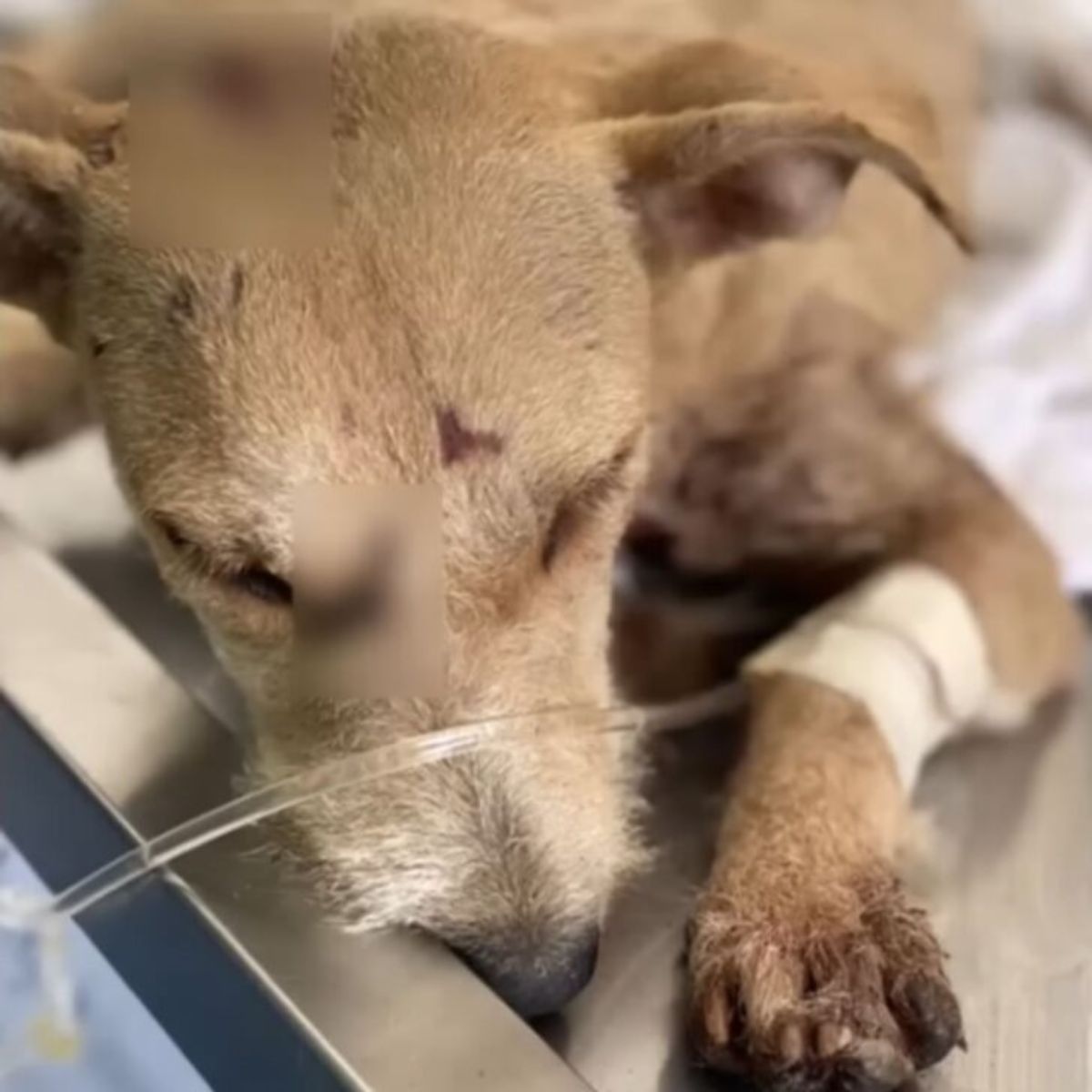 injured dog at vets