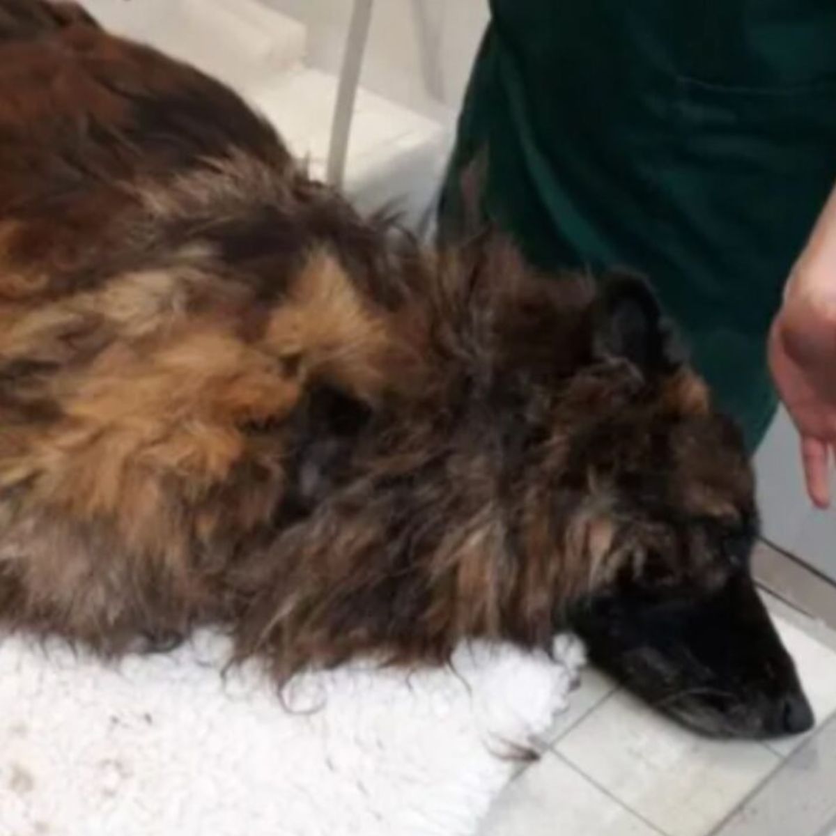 injured senior dog