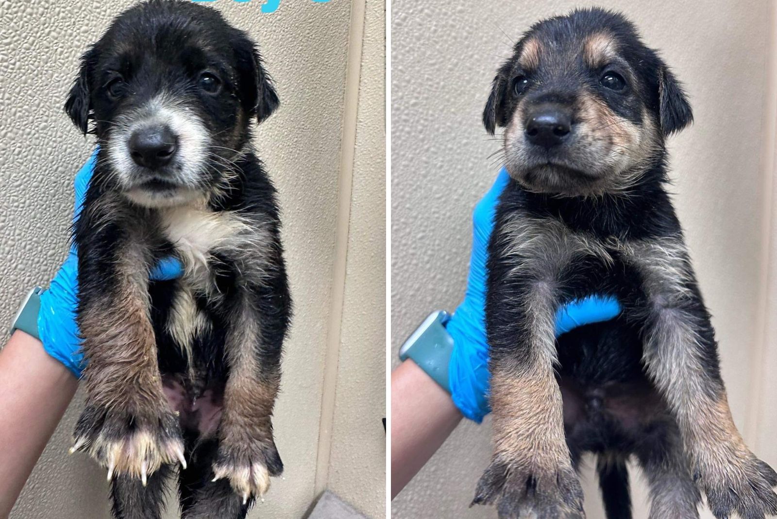 man holding a tiny black puppy