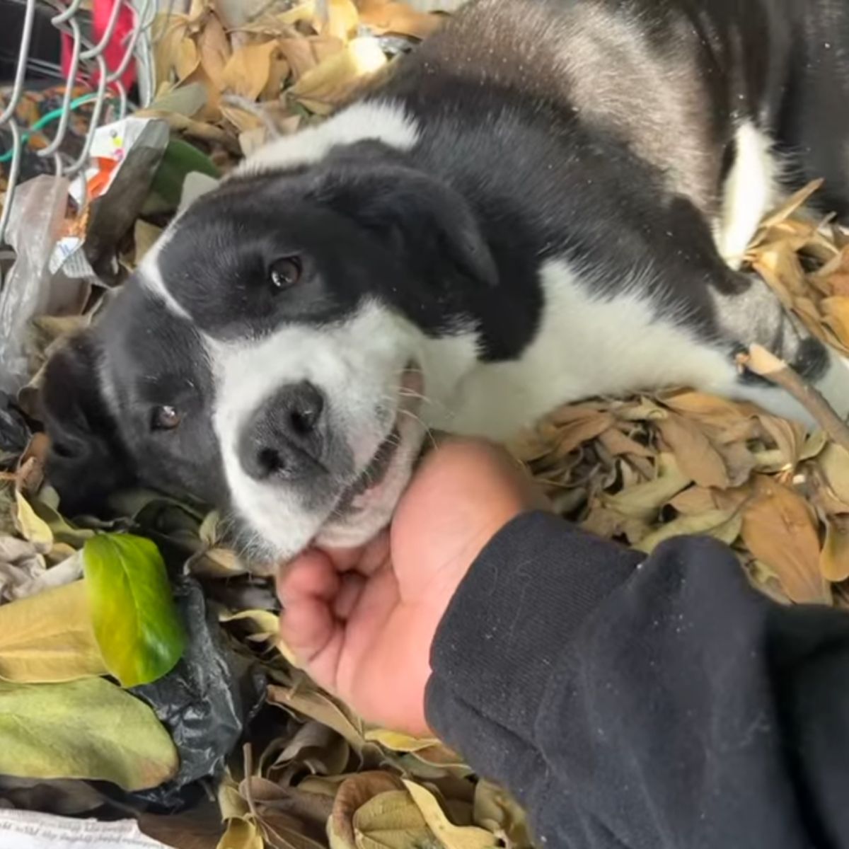 man petting a sweet dog