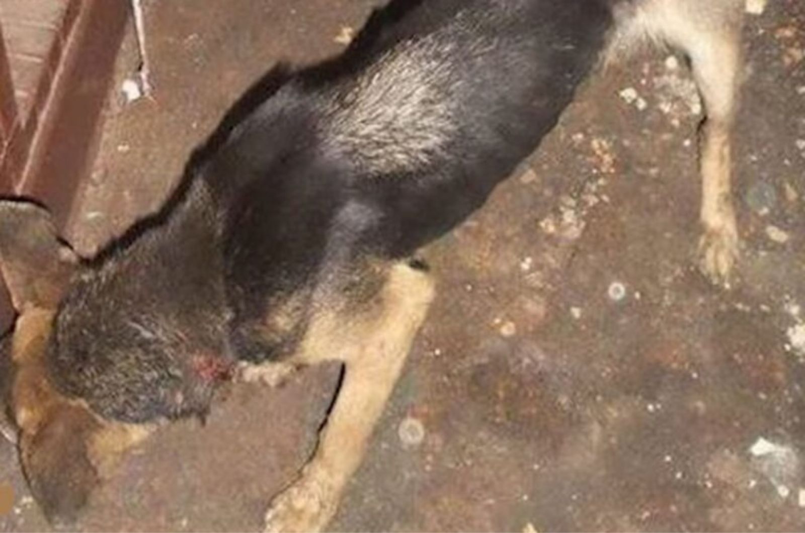 neglected dog