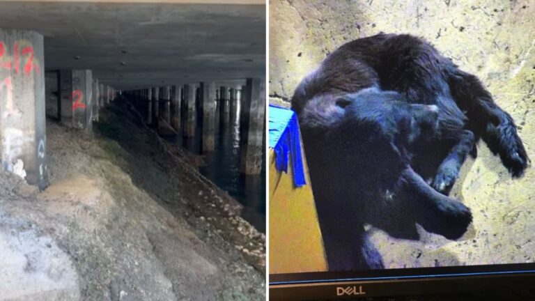 Terrified Puppy Survives A Month Hiding Under The Bridge At A Recycling Center In California