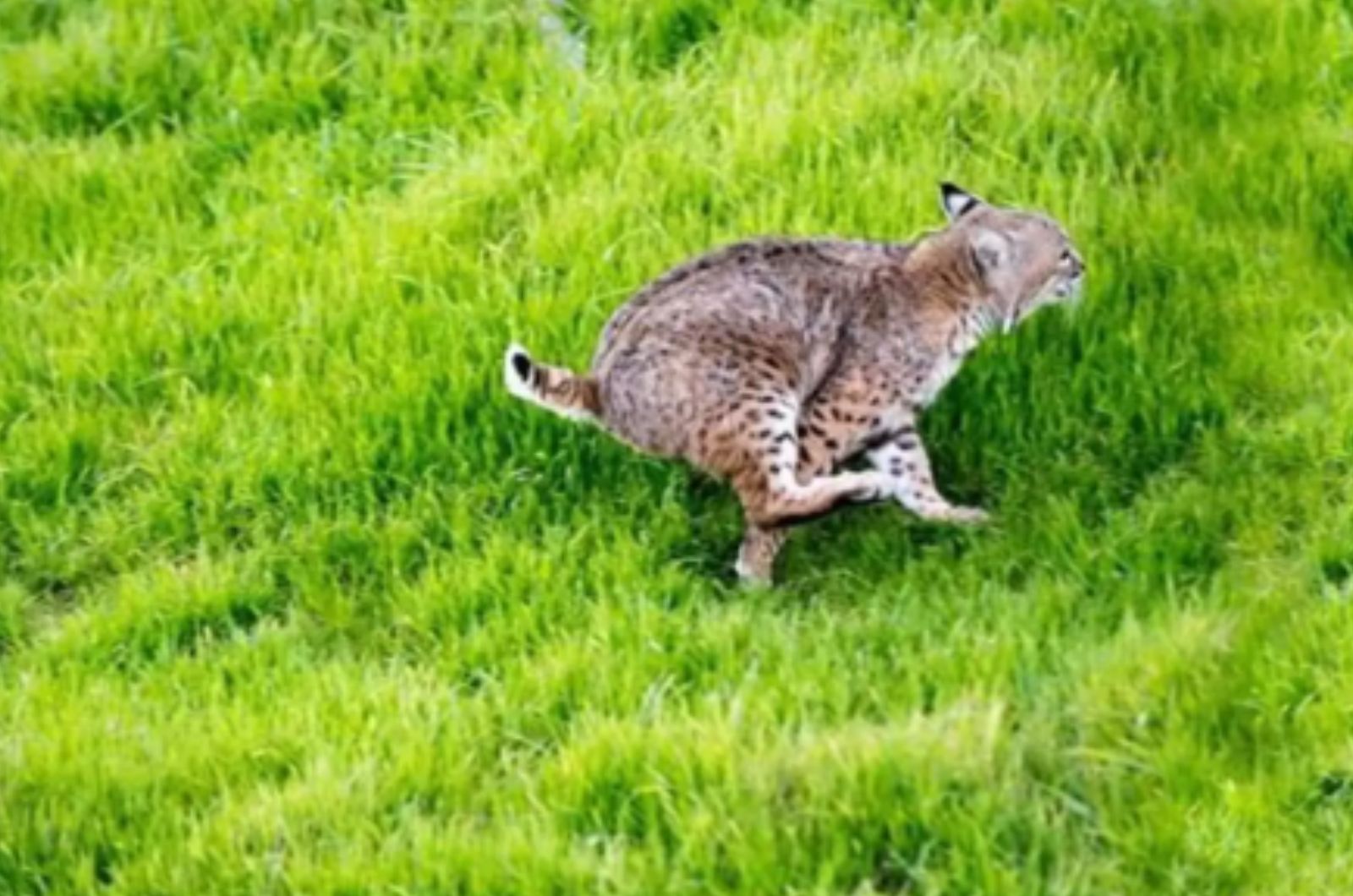 senior bobcat running