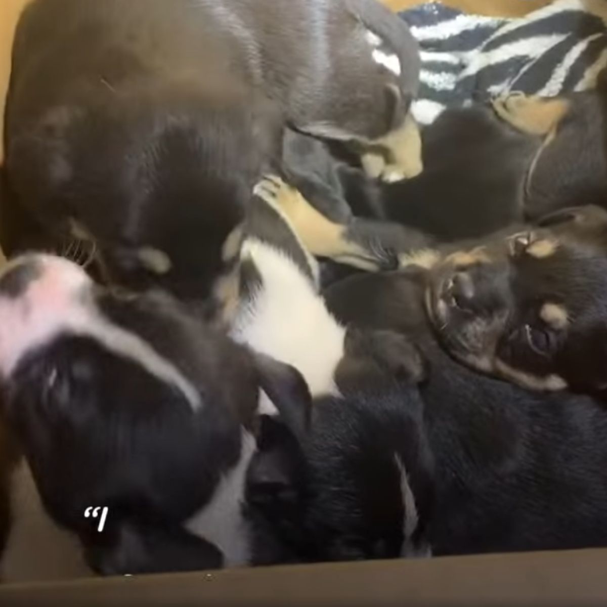 sweet black puppies in box