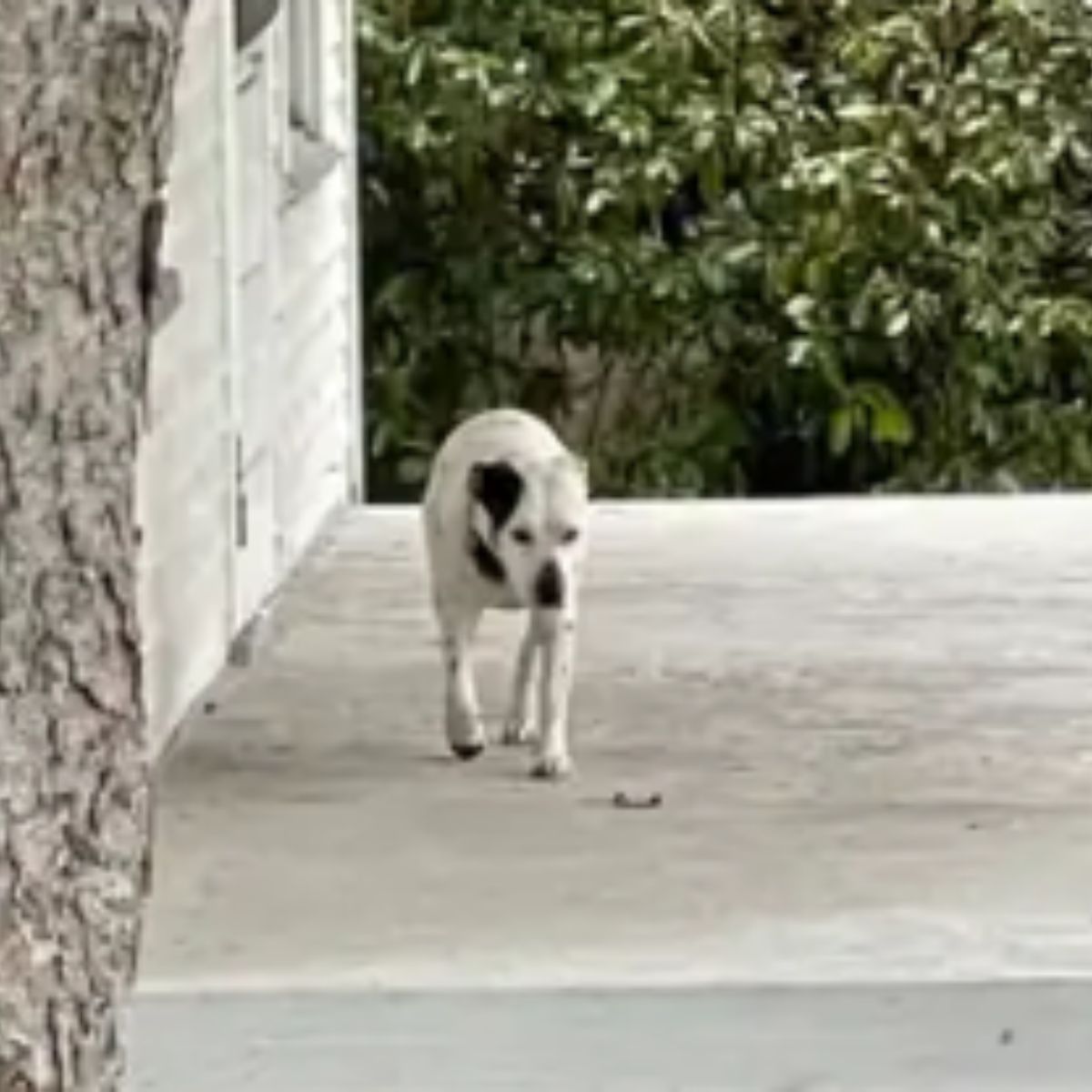 sweet white dog near house