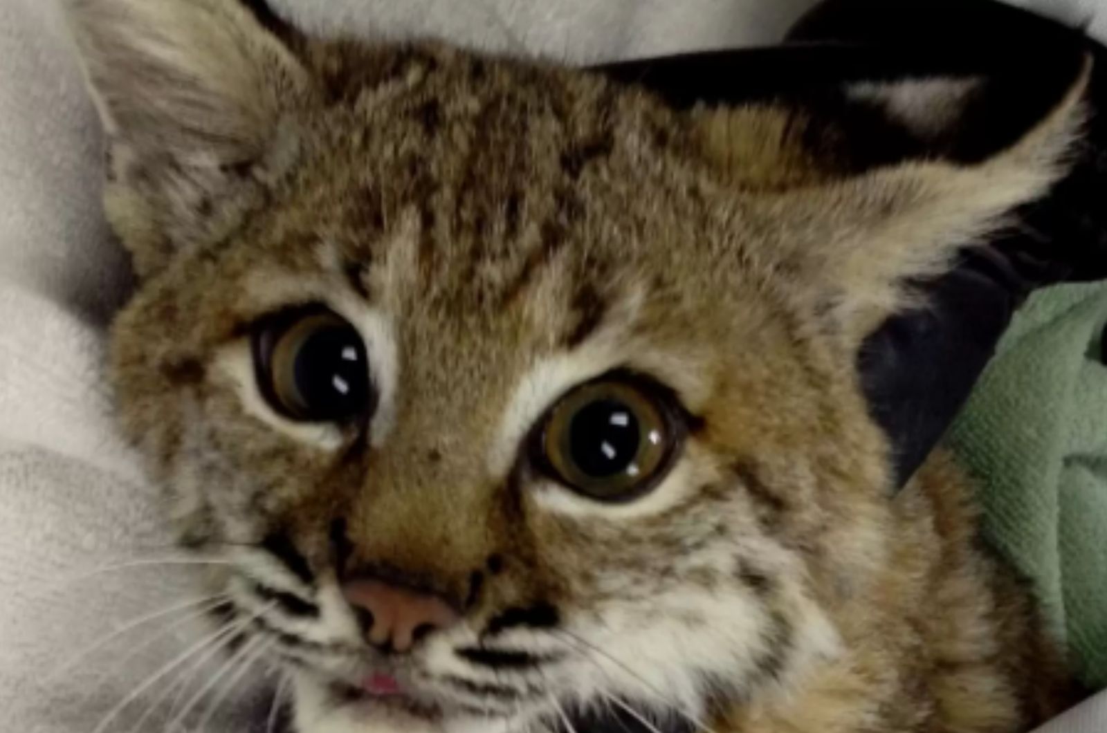 tiny bobcat