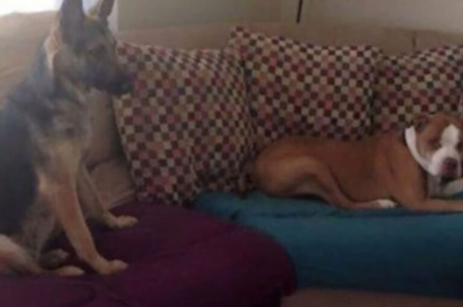 two dogs laying on the couch