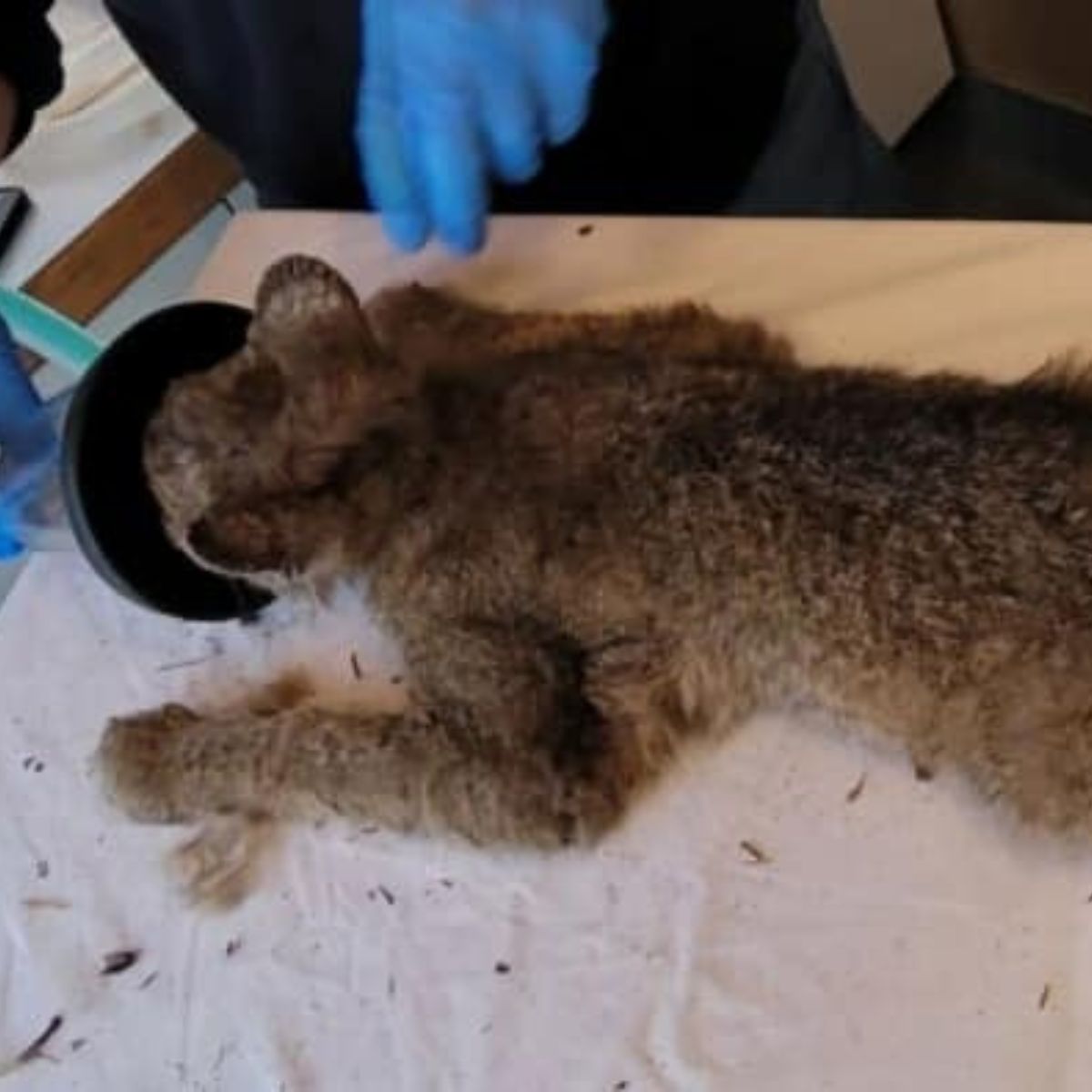 vet feeding a bobcat