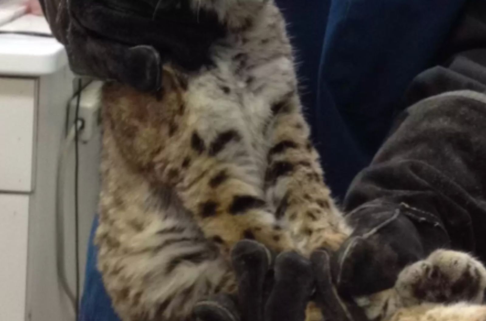 vet holding a bobcat