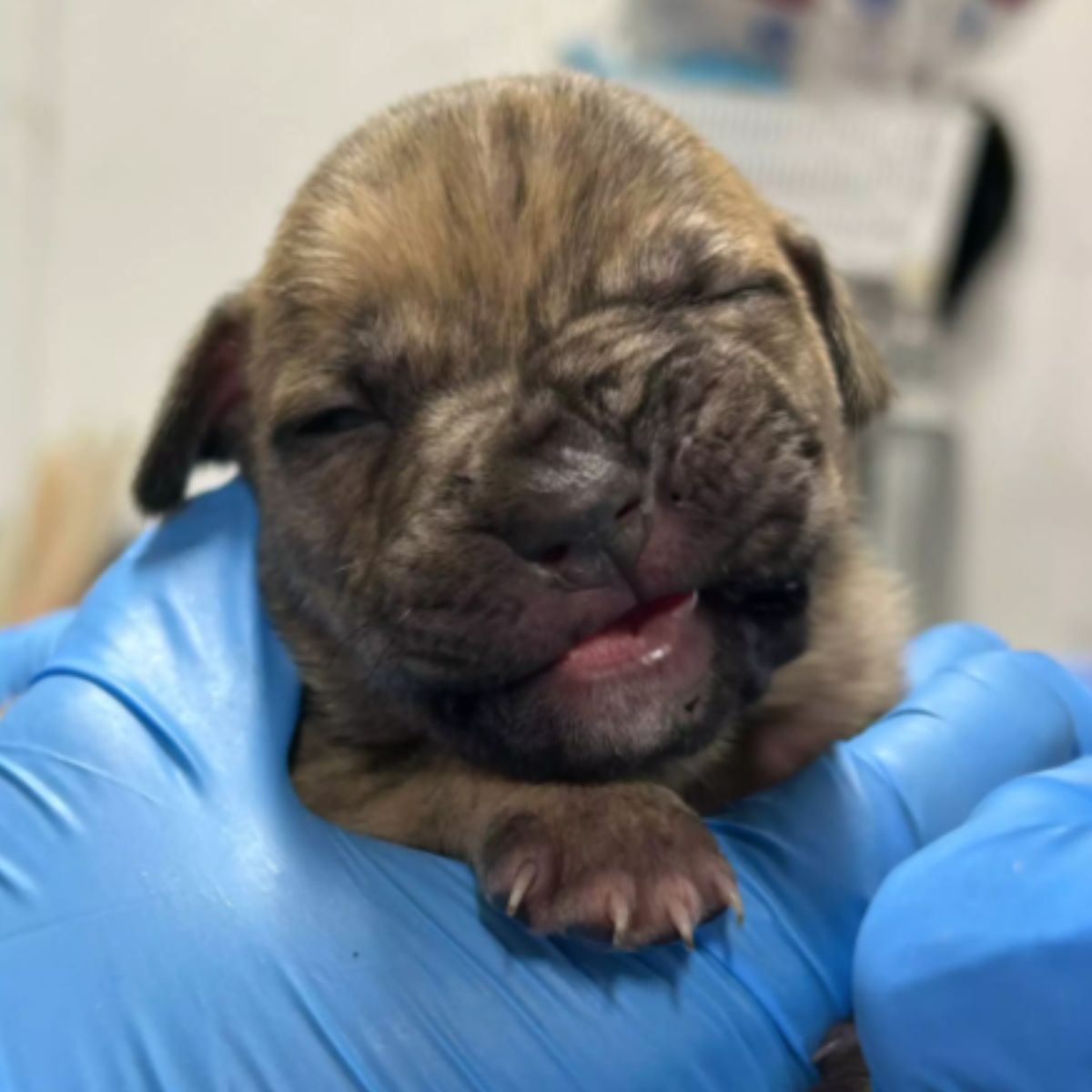 vet holding a newborn puppy