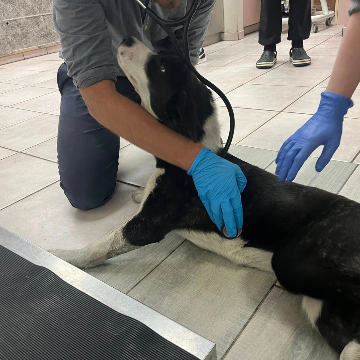 vets and senior dog