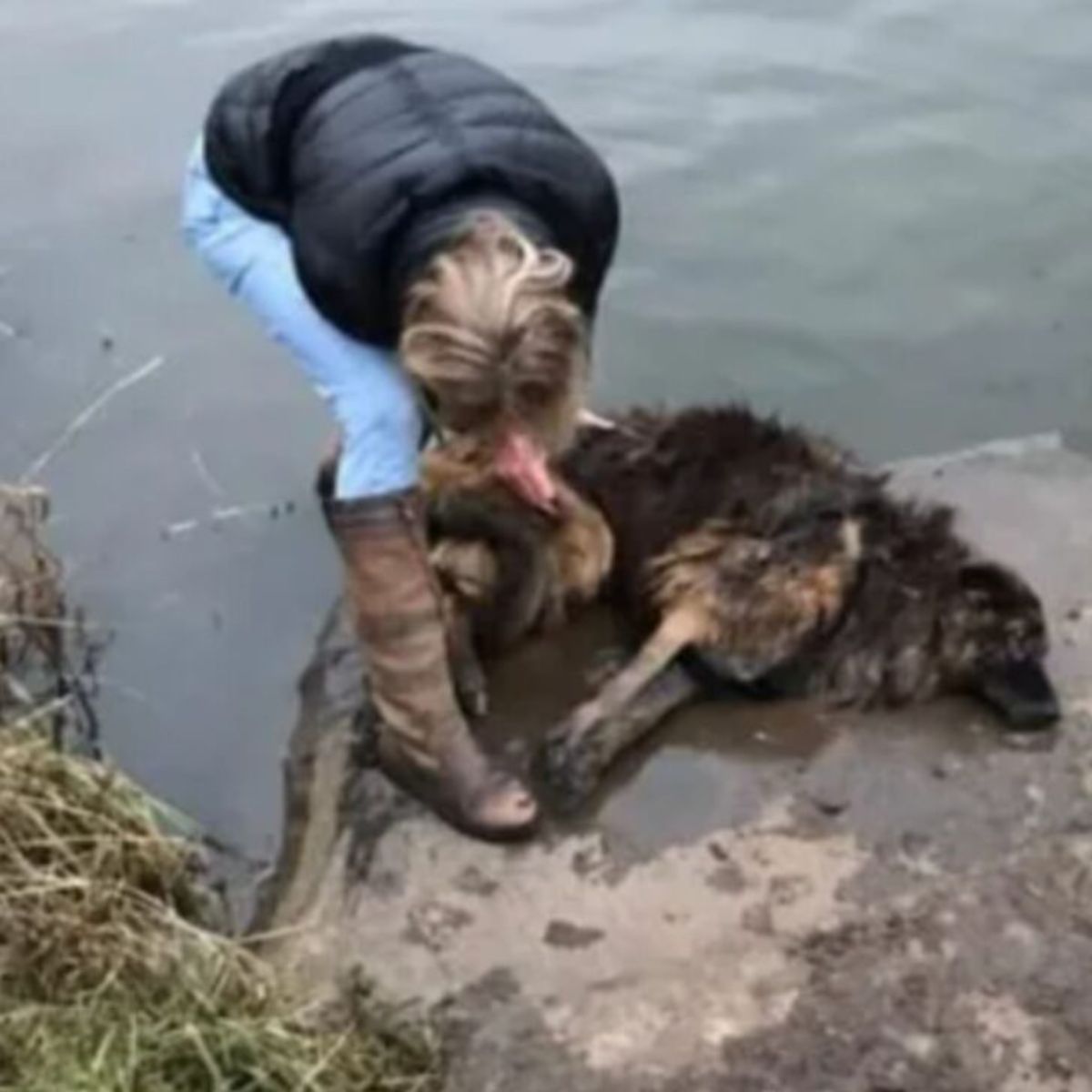 woman and dog tied to a boulder