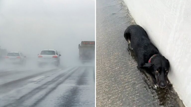 Texas Woman Sees A ‘Moving’ Trash Bag By The Road In Texas, Then Realizes It’s Alive