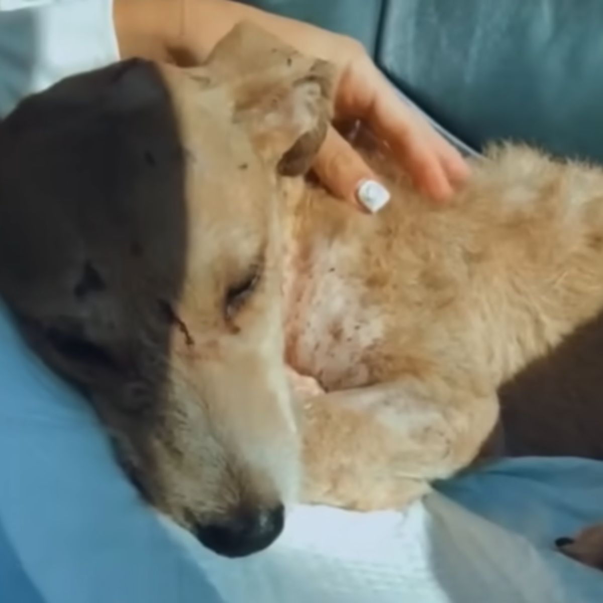 woman petting a brown dog