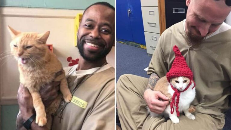 A Prison In Indiana Welcomes Shelter Cats Who Provide Solace And Companionship To All Inmates