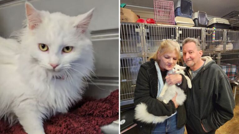 After Adopting A Cat From A North Carolina Shelter, Couple Realizes They’ve Made A Huge Mistake