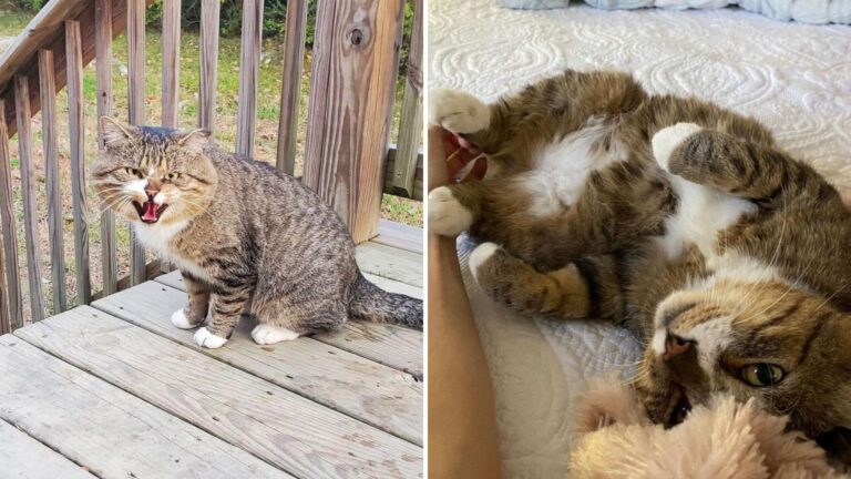 After Years On Tennessee Streets, A Feral Cat Finally Learns To Be A Lap Cat