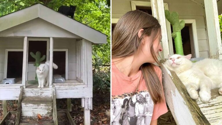 Alabama Woman’s New Home Comes With A Chicken Coop Full Of Unexpected Guests