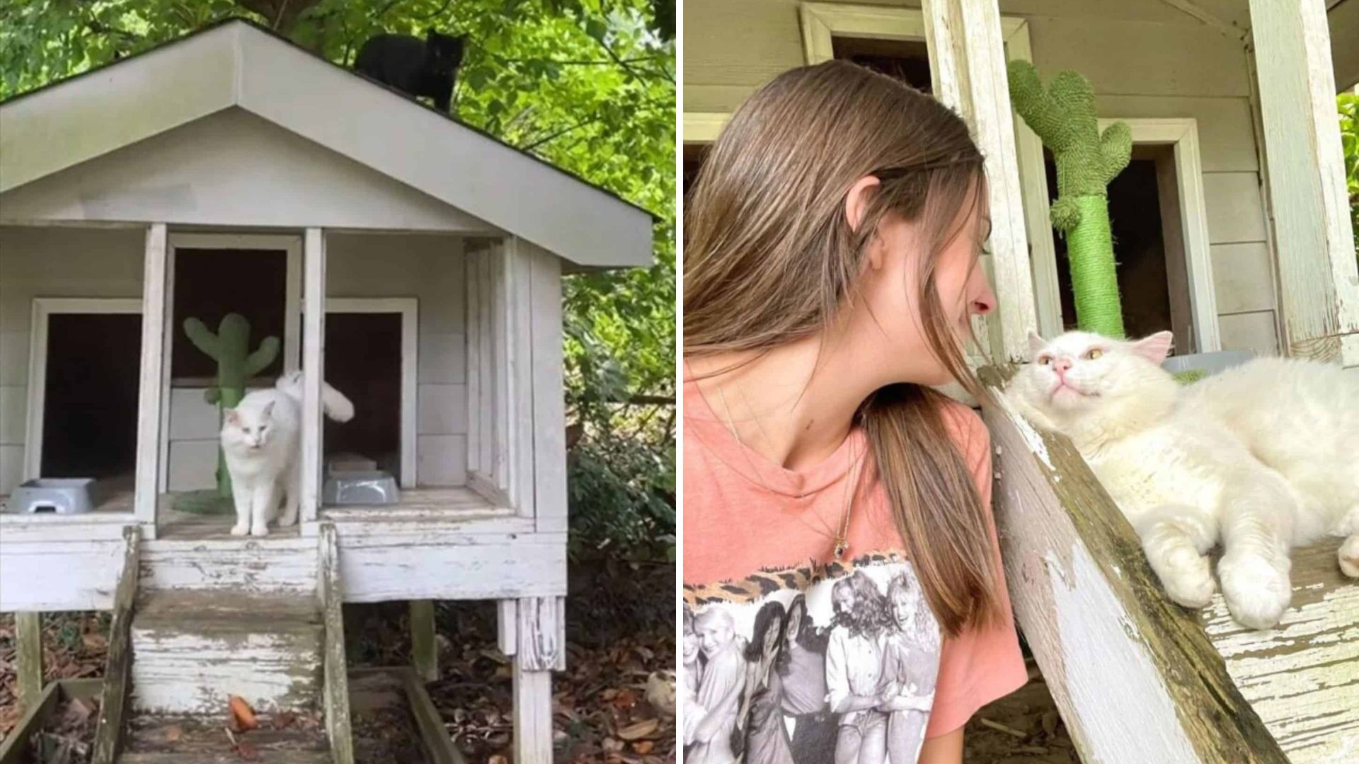 Alabama Woman’s New Home Comes With A Chicken Coop Full Of Unexpected Guests