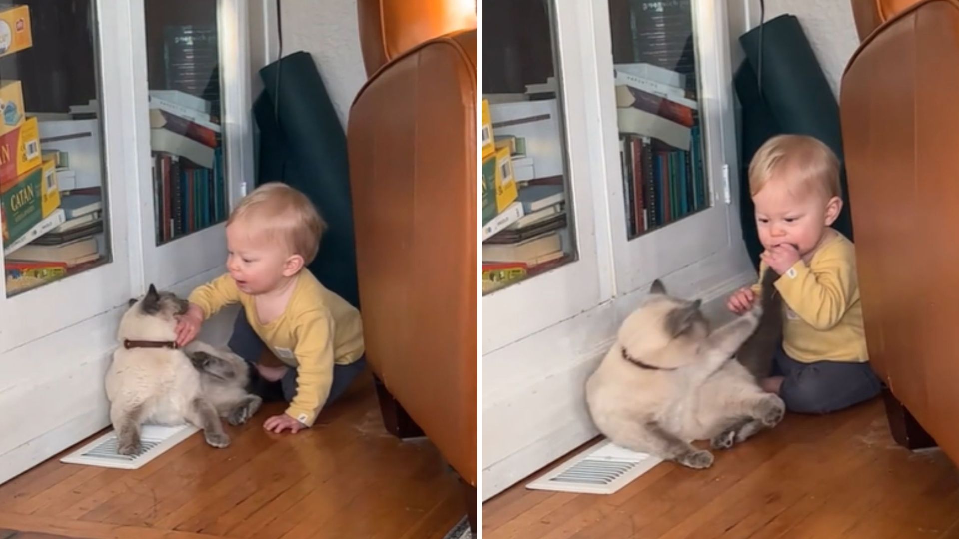 Annoyed Cat Gently Bites A Toddler And Gets Stunned By His Reaction