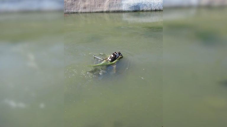 shopping cart in water