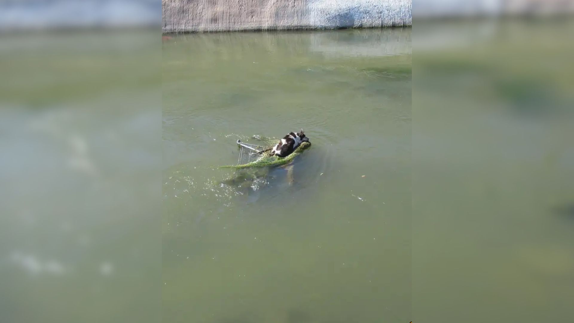 shopping cart in water