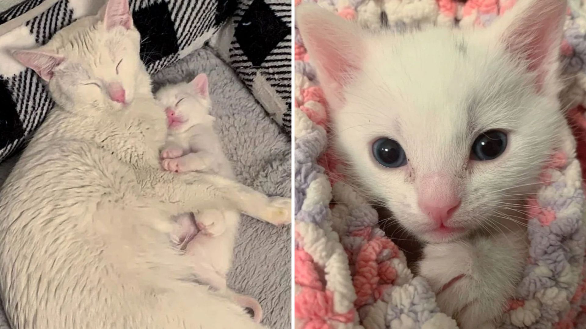 Arizona Team Saves A Struggling Kitten And Uncovers His Mom’s Critical Situation