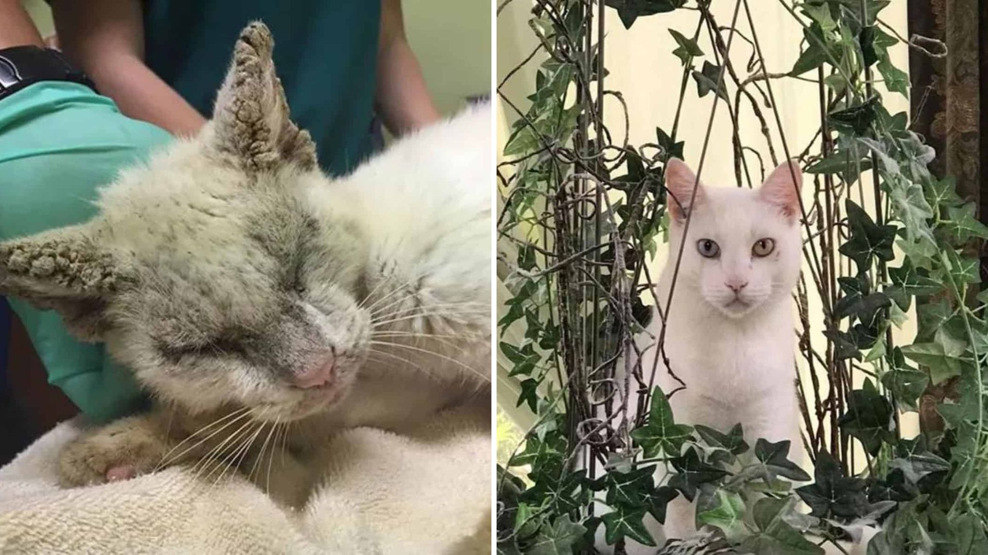 Blind Rescue Cat From Florida Opens His Eyes After Years Of Struggle