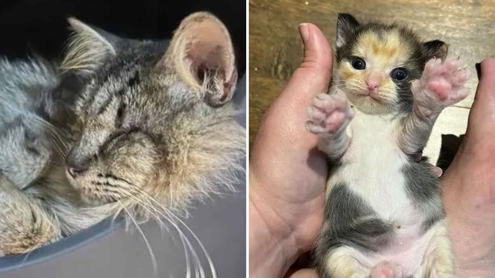 Blind Stray Cat Found By Texas Family Guides Them To Something Truly Sweet